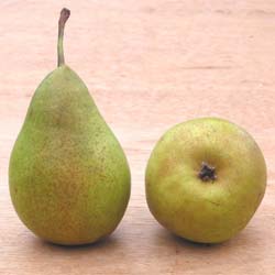 Pear tree 'Louise Bonne'